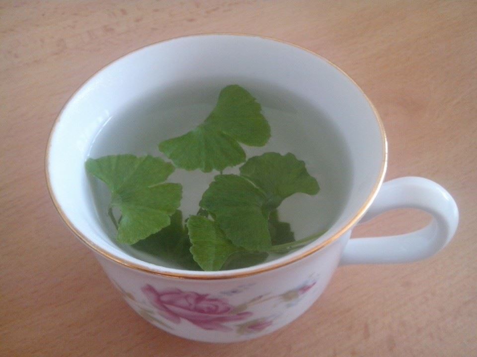 čaj ginkgo 