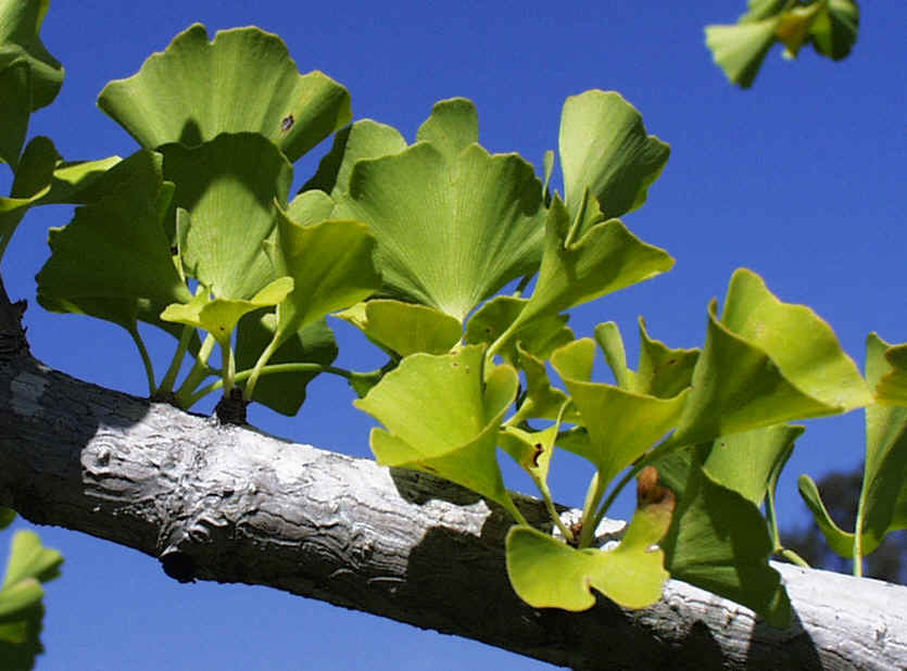 Ginkgo_biloba_9-1-99_3