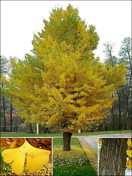 Ginkgo-biloba-OTOÑO