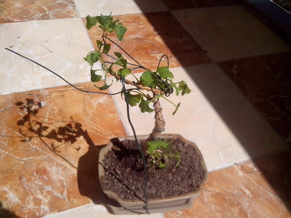 Bonsai Ginkgo Biloba